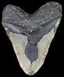 Bargain Megalodon Tooth - North Carolina #41161-2